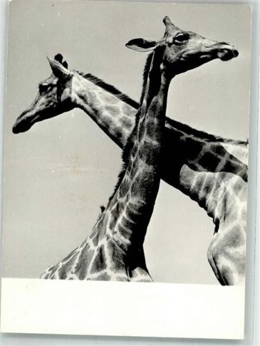 W1000 Tiergarten Angolagiraffe Ursel und Tobias Zoo Foto AK