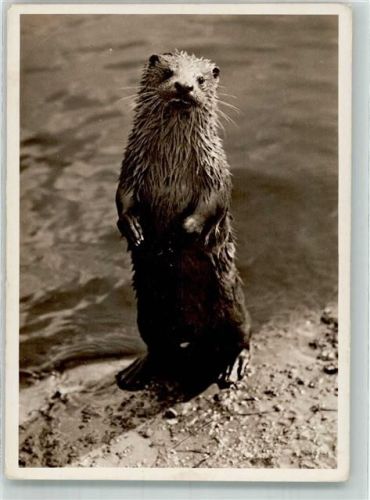 Otter
