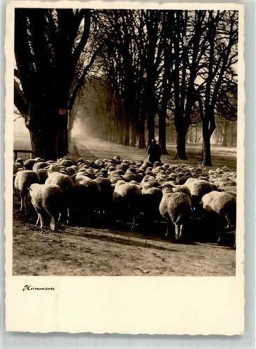 1942 Schafherde Brauchtum
