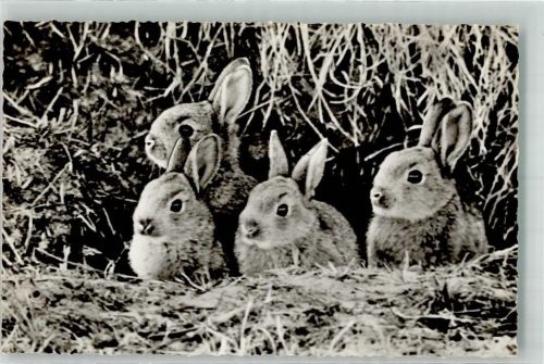 W2982 Norderney Junge Wildkaninchen vor ihrer Dünenhöhle Hase Foto AK