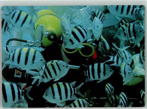 The fish of the Gulf of Eilat