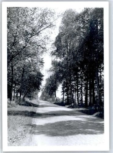 Spreckens Fotoabzug, Baumallee