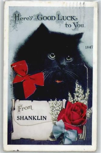 Shanklin Leporello, Katze, Rose