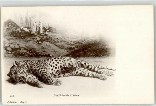 Panther
