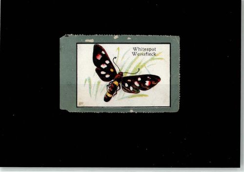 Whitespot Weissfleck