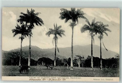 Port of Spain 1911 Palms on Queen`s Park Savannah