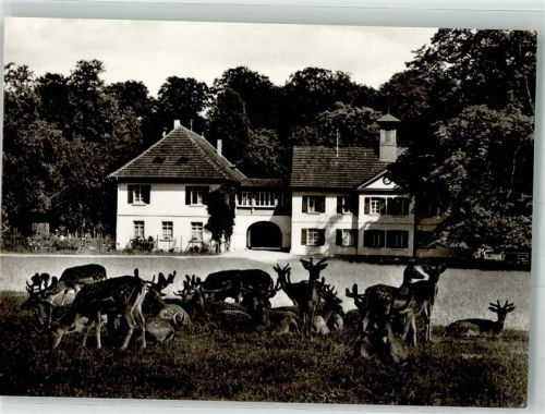 Sigmaringen Wildpark Josefslust Damwild beim Forsthaus