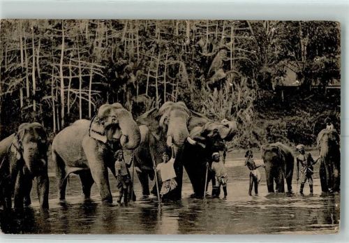 No. 126 Temple Elephants at Katugastota
