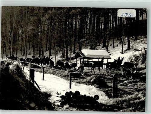 37412 W3429 Sieber - Wildfütterung Forsthaus Königshof