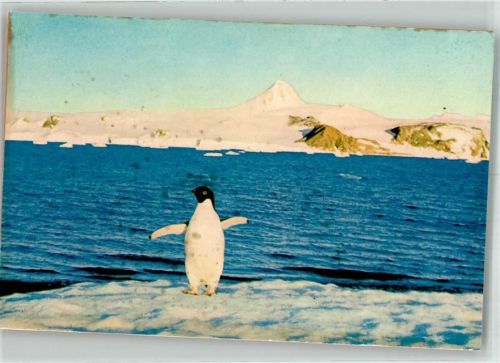 Pinguin Winter Eis