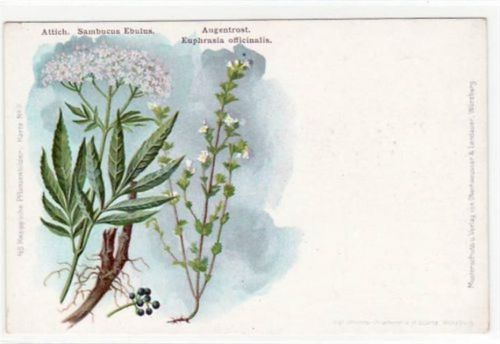 Lithographie Bad Wörishofen. Kneipp`sche Pflanzenbilder - Nr. 6. Attich - Sambucus Ebulus Augentrost - Euphrasia officinalis ungelaufen Eckbug unten links, sonst gut erhalten.