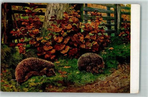 Meinholds Tierbild Nr. 122 AK