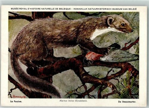 Steinmarder Musee Royal Historie Naturell de Belgique Nr. 15 AK
