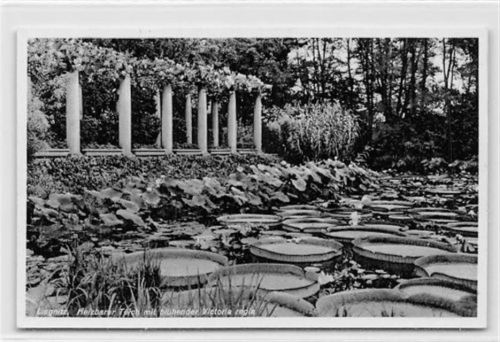 Liegnitz Liegnitz / Legnica. Heizbarer Teich mit blühender Victoria regia ungelaufen Top Erhaltung.