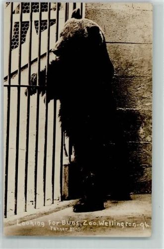 Wellington Zoo AK Bär 1935 Foto AK