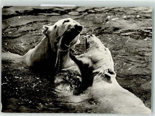 1969 Spielende Eisbären Bär AK