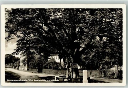 Langenwolschendorf Alte Linde