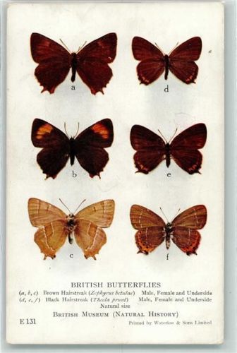 Brown Hairstreak Black Hairstreak E 131