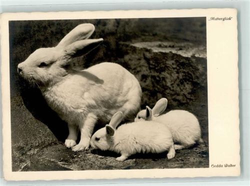 Kaninchen