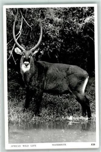 Wasserbock Antilope