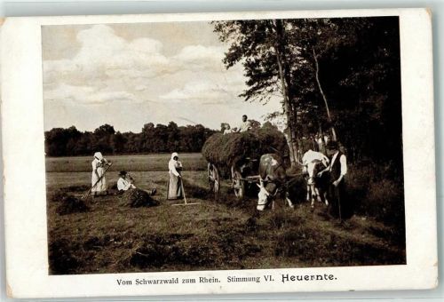 Heuernte Stimmung VI Kühe