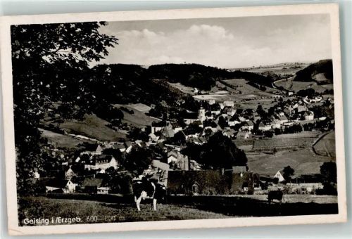 Geising Rinderweide