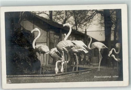 Flamingos AL Z47