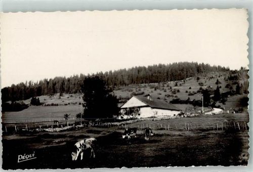 Morteau Ferme dans la region Kühe