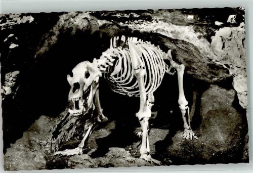 Pottenstein Teufelshöhle Höhlenbär Gerippe