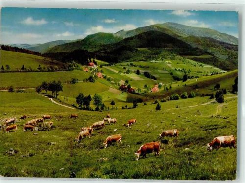Neuenweg Blick vom Sirinitzsattel zum Belchen Kühe