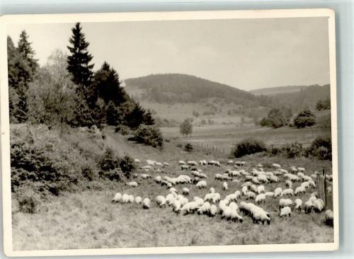 Neuludwigsdorf Foto Original aus Archiv eines Ansichtskartenverlag Schafherde Ort handschriftlich