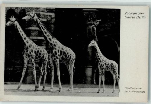 Tiergarten Giraffen Außengehege