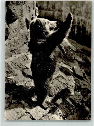 Junger Braunbär
