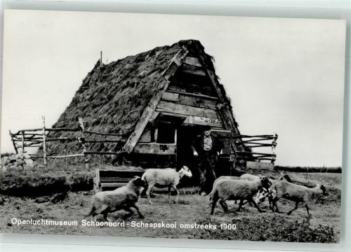 Schoonoord Freilichtmuseum Schafe