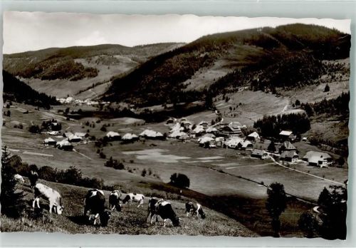 Menzenschwand Weidende Kühe über dem Ort Fotograf Berger