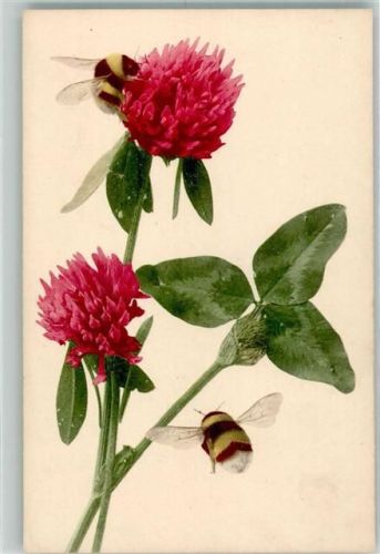 1900 Kleeblatt mit Blüte Verlag Martin Rommel Nr. 556 Farbenlichtdruck