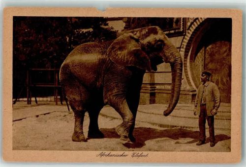 Tiergarten Afrikanischer Elefant
