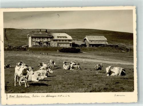 Belchen Hotel Belchenhaus 1415 m Kühe Höchste Posthilfstelle Badens