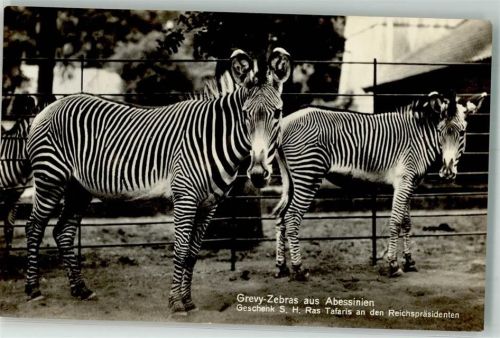 Tiergarten Grevy-Zebras aus Abessinien Geschenk S. H. Ras Tafaris