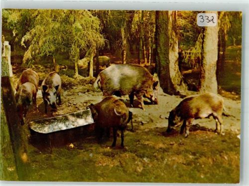 Kellenhusen Wildschweine