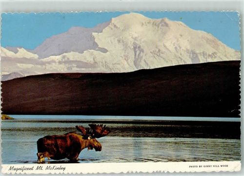 Elch Berg McKinley Alaska