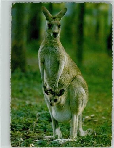 Kanguru