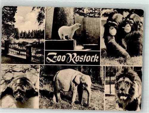 Rostock Eisbär Schimpansen Löwen Elefant Seerobbe Posthilfstelle Gellmersdorf