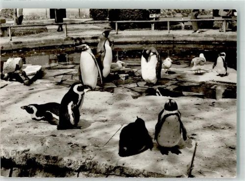 Bad Cannstatt Wilhelmina Pinguine