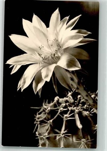 1967 Blüte vom Kaktus VEB Bild und Heimat