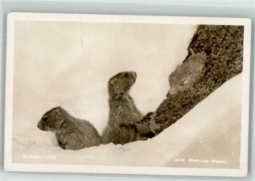 Murmeltiere Winter