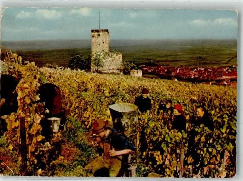 Wachenheim Weinlese
