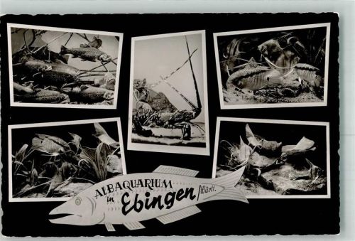 Ebingen 1959 Ausstellung Albaquarium