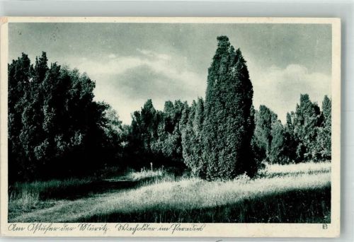 17192 O2060 Waren 1937 Foto AK Am Ostufer der Müritz Wacholder im Paradies Fotograf Paul Boldt