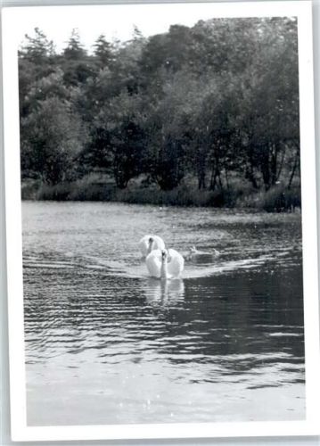 Harsefeld Schwäne, Fotoabzug